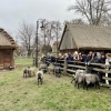 Wycieczka dydaktyczna do stadniny koni w Janowie Podlaskim i Muzeum Rolnictwa w Ciechanowcu
