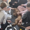 Umiejętności drogą do sukcesu zawodowego uczniów - Kurs pierwszej pomocy przedweterynaryjnej