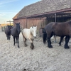 Nasza weterynaria w Ratowie - mała grupa, wielka lekcja